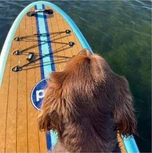 Meet your Posher, Joanne